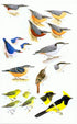 A Field Guide to the Birds of Thailand, Robson, C. 2016